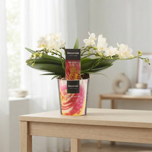 White Phalaenopsis Orchid – 12cm Pot, 25cm High