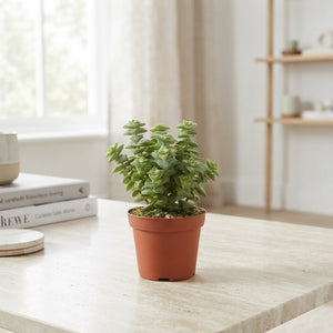 Crassula perforata String of Buttons – 8.5cm Pot