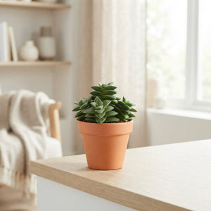 Crassula perforata String of Buttons – 8.5cm Pot