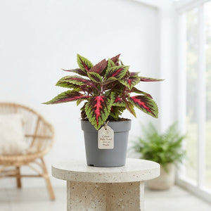 Coleus ‘Ruby Road’ – 13cm Pot