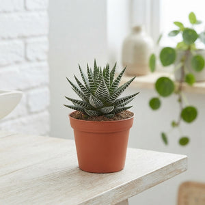 Mixed Succulent Collection – 17cm Pot, 30cm High