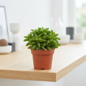 Peperomia Green Spark – 5.5cm Pot