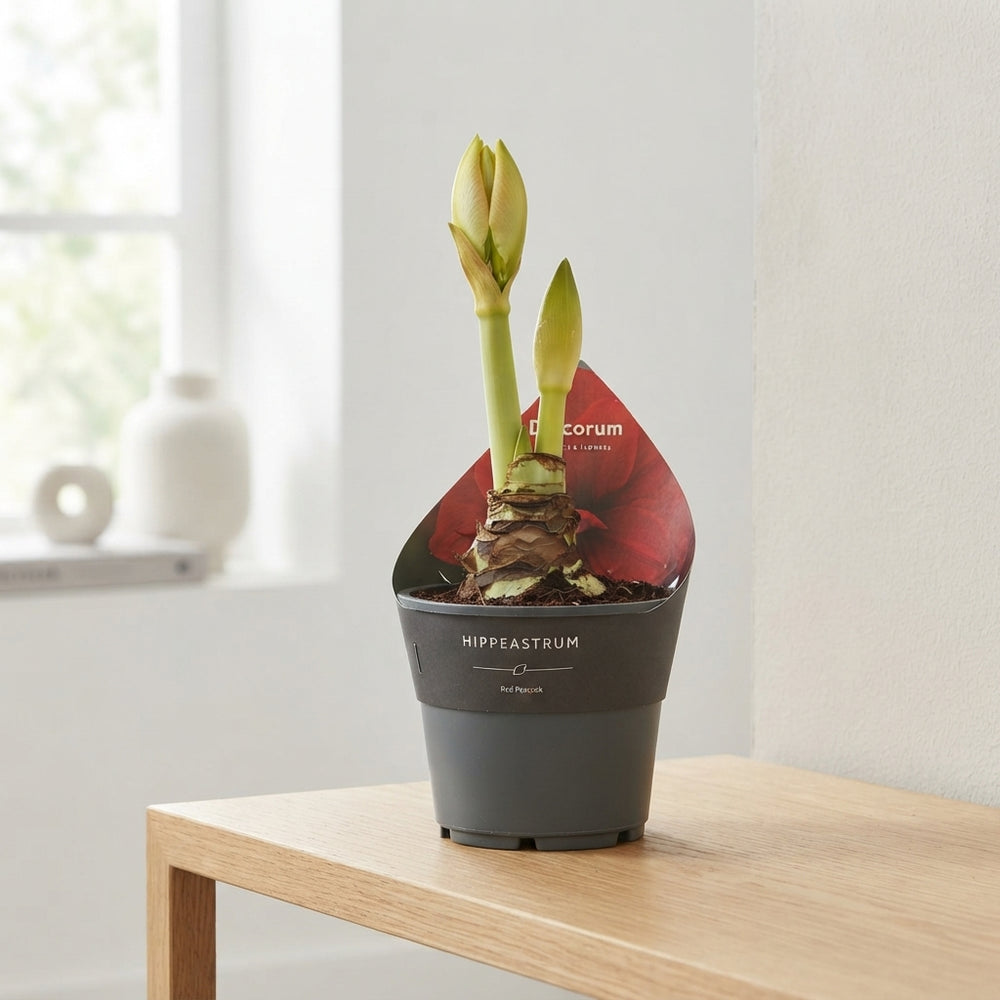 Red Hippeastrum (Amaryllis) – 14cm Pot, 25cm High