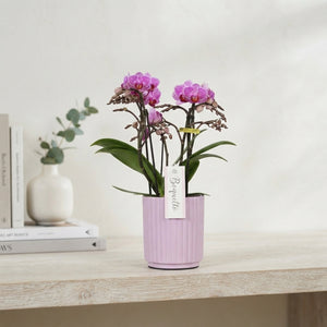 Mixed Phalaenopsis Orchid Bouquet – 12cm Ceramic Pot