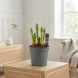 Mixed-Colour Amaryllis (Hippeastrum) – 17cm Pot