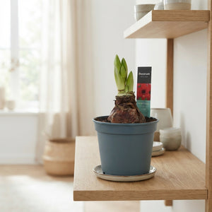 Royal Red Amaryllis (Hippeastrum) – 17cm Pot