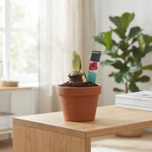 Royal Red Amaryllis (Hippeastrum) – 17cm Ceramic Pot