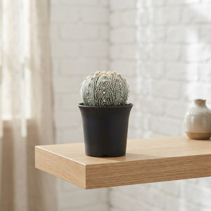 Star Cactus (Astrophytum asterias) – 11cm Pot