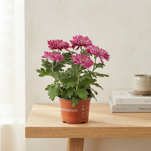 Zembla Chrysanthemum – 15cm Pot, 33cm High