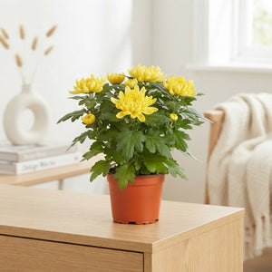 Yellow Chrysanthemum (Chrysanthemum indicum) – 15cm Pot