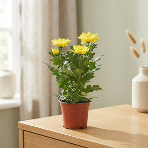 Yellow Chrysanthemum ‘Zembla’ – 12cm Pot