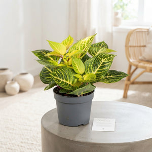 Rich Gold Star Iresine Herbstii – 13cm Pot