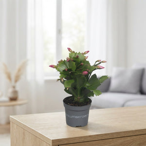 Purple Christmas Cactus (Schlumbergera) – 9cm Pot