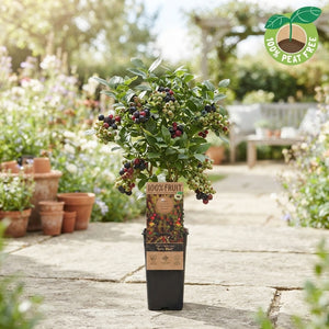 Mixed Blueberry Plant (Vaccinium) – 15cm Pot