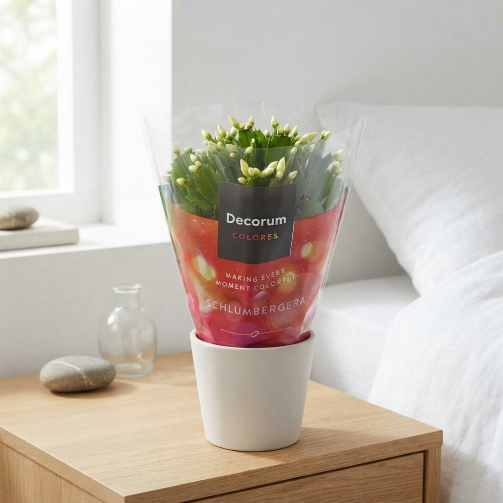 White Christmas Cactus (Schlumbergera) – 13cm Pot