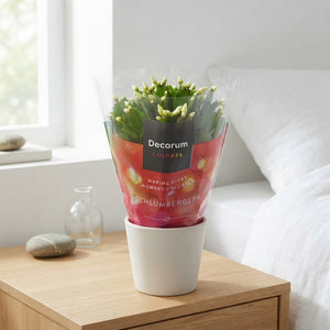White Christmas Cactus (Schlumbergera) – 13cm Pot