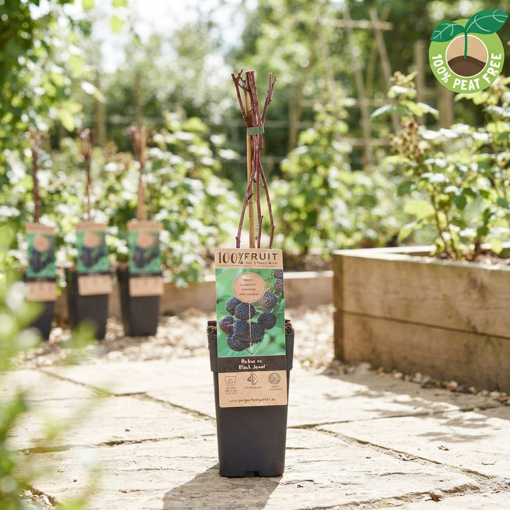 Black Jewel Blackberry (Rubus occidentalis) – 15cm Pot