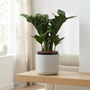ZZ Plant ‘Zenzi’ (Zamioculcas zamiifolia) – 9cm Pot