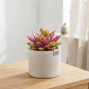 Echeveria ‘Rainbow Chameleon’ – 5.5cm Pot