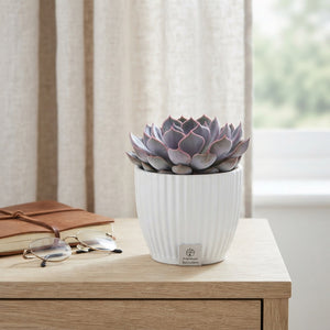 Mixed Succulent Arrangement – 12cm Ceramic Pot