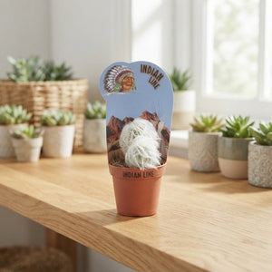 Mixed Cactus and Succulent Collection – 5.5cm Pot