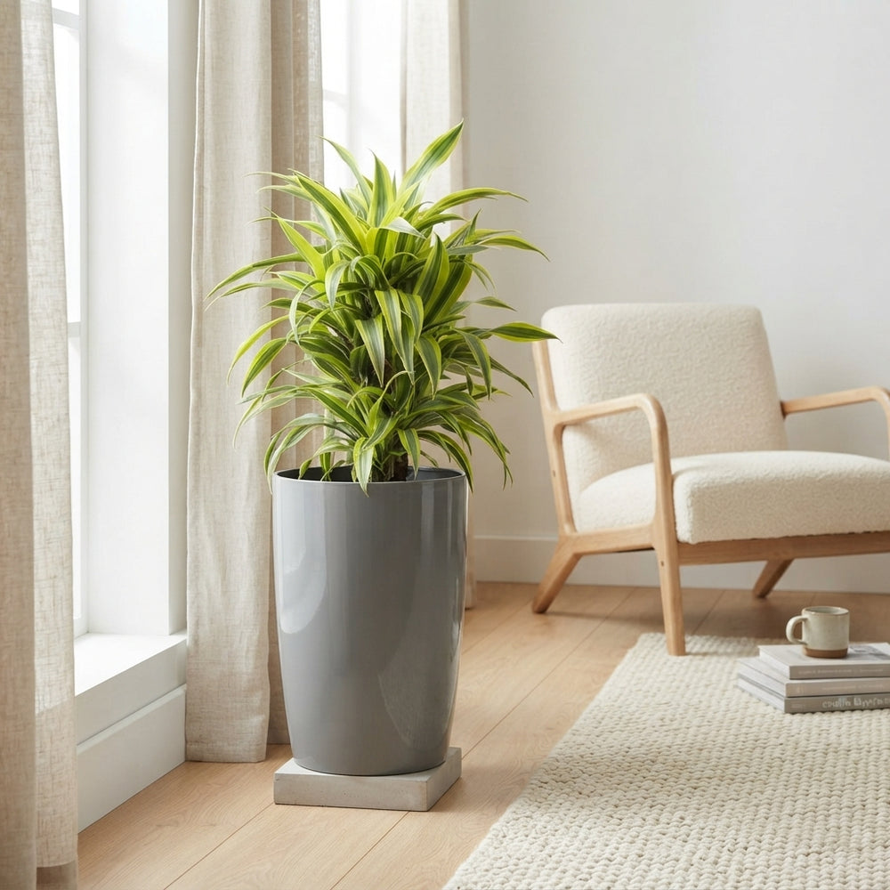 Lemon Lime Dracaena fragrans – 33cm Pot, 140cm Tall