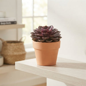 Echeveria ‘Red Ruby’ Succulent – 12cm Pot