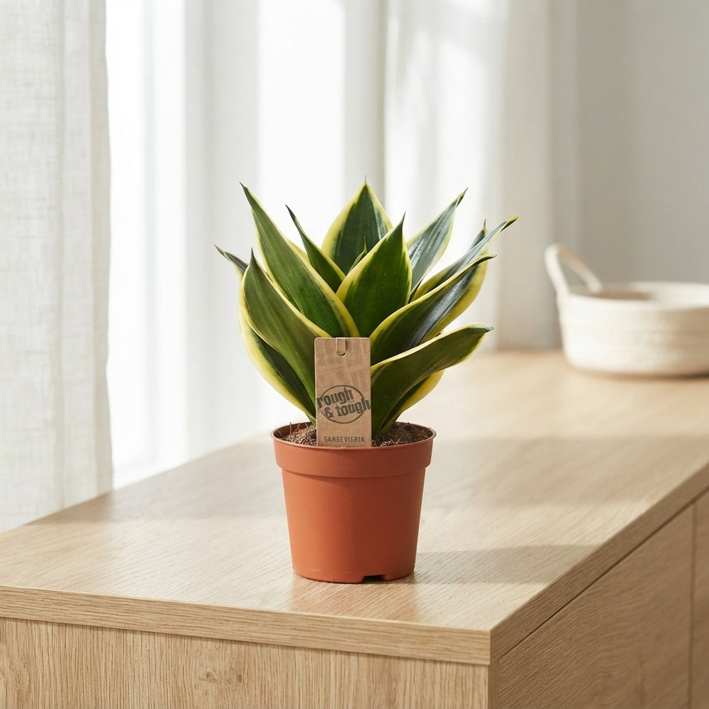 Golden Hahnii Snake Plant (Sansevieria trifasciata) – 9cm Pot