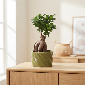 Ficus Ginseng Bonsai (Ficus microcarpa) – 17cm Pot