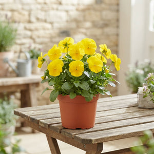 Pure Yellow Pansy (Viola wittrockiana) – 11cm Pot