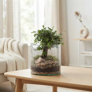 Indoor Bonsai Tree in Glass Cylinder – 15cm Pot