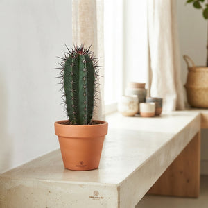 Mixed Cactus Collection – 8.5cm Pots