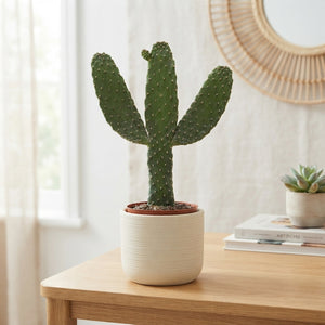 Opuntia Consolea Cactus – 13cm Pot, 35cm High