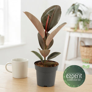 Ficus Elastica ‘Pink Camouflage’ – 14cm Pot