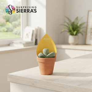 Mixed Lithops Living Stones – 8.5cm Pot