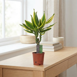 Dracaena Golden King – 11cm Pot, 45cm High