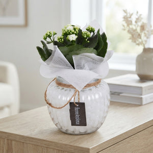 Indoor Glass Hourglass Plant Arrangement – 16cm