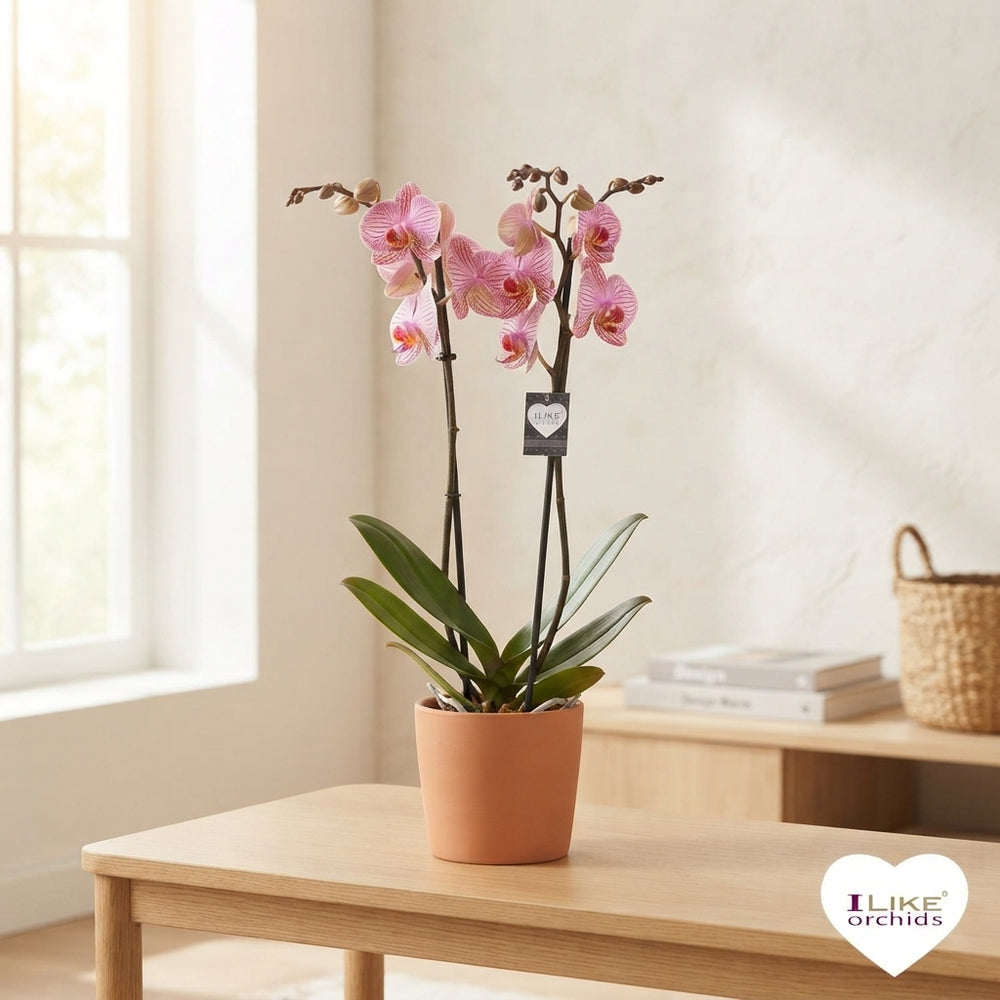 Purple Phalaenopsis Orchid – 12cm Pot, 65cm Tall