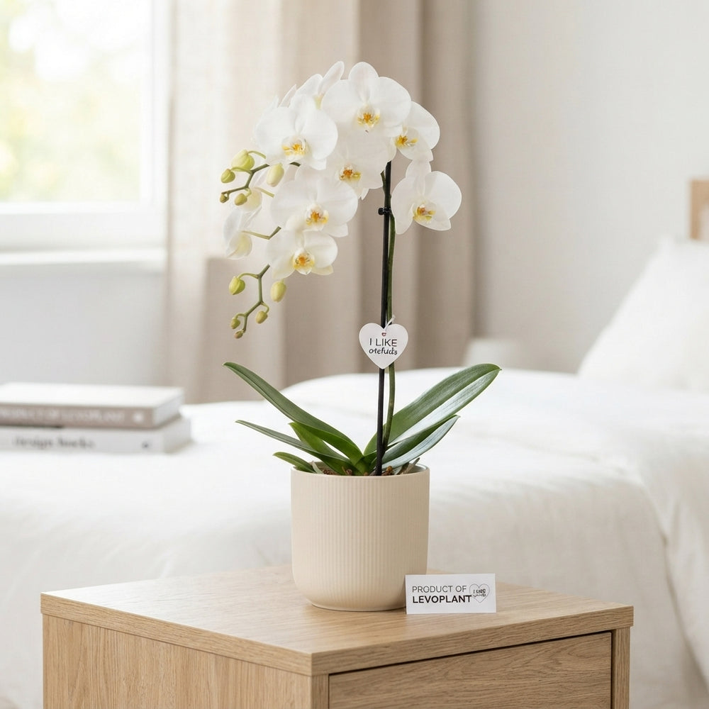White Phalaenopsis Orchid (1 Stem) – 12cm Pot
