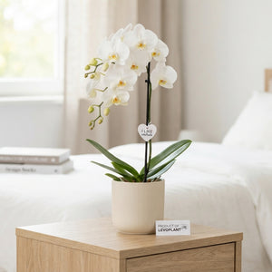 White Phalaenopsis Orchid (1 Stem) – 12cm Pot