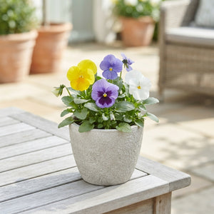 Mixed Viola Pansy (Viola wittrockiana) – 11cm Pot