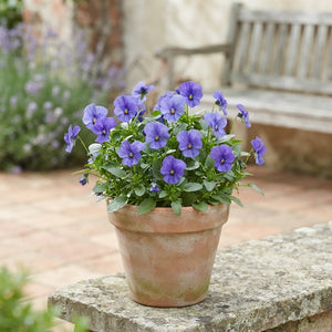 Yellow Horned Violet (Viola cornuta) – 11cm Pot
