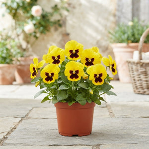 Yellow Viola with Blotch (Viola wittrockiana) – 11cm Pot