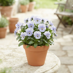 Viola Cornuta ‘Sorbet Marina’ – 11cm Pot