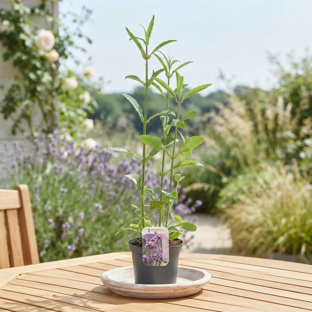 Tall Verbena (Verbena bonariensis) – 13cm Pot