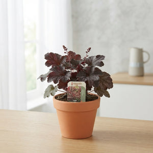 Mixed Hardy Perennial Plant – 13cm Pot