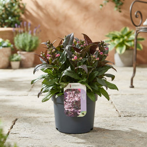 Penstemon ‘Dakota Burgundy’ – 17cm Pot