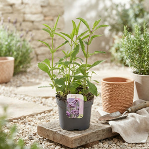 Tall Verbena (Verbena bonariensis) – 17cm Pot