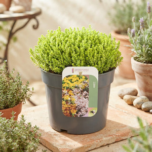 Goldmoss Stonecrop (Sedum acre) – 17cm Pot