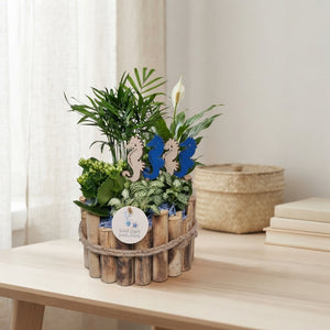 Milano Small Maritime Plant Arrangement – 17cm Pot
